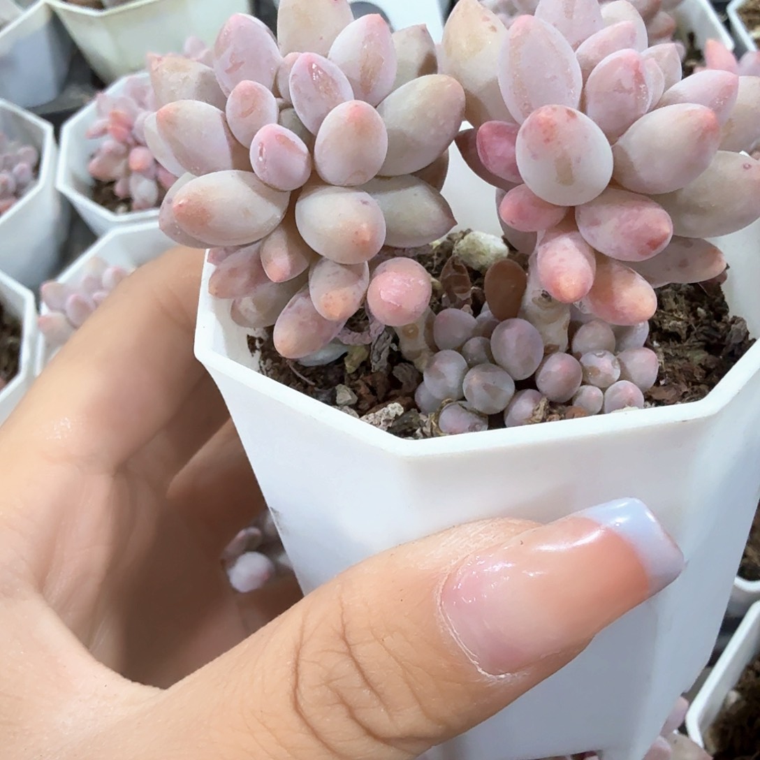 婴儿手指 多肉植物