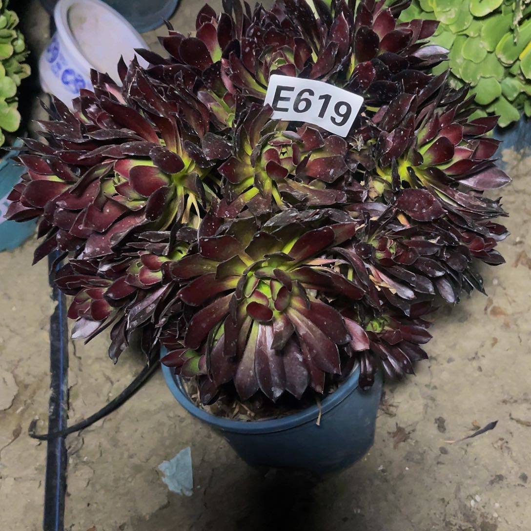 黑法师13-47包邮法师