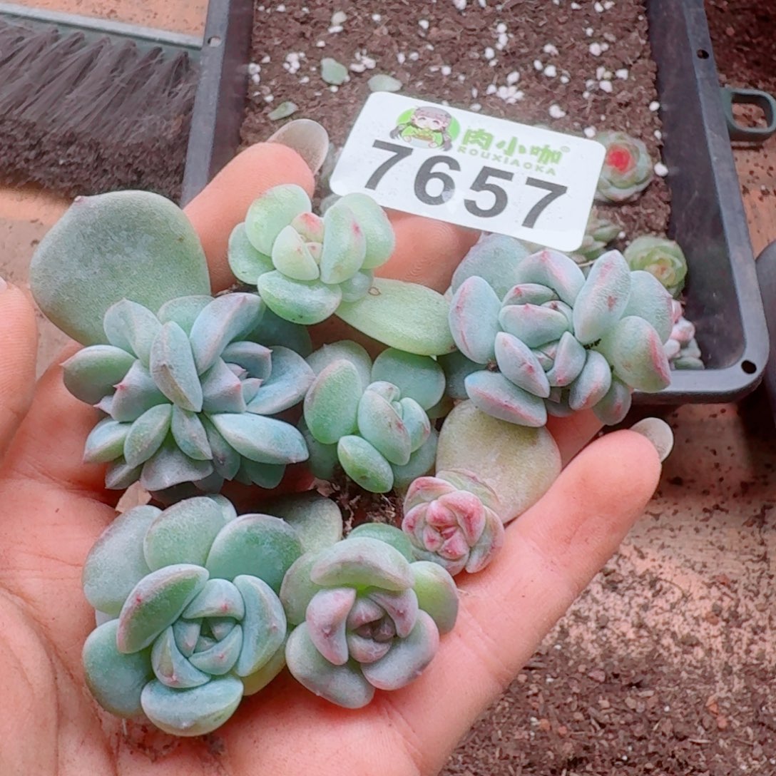 多肉植物多肉植物