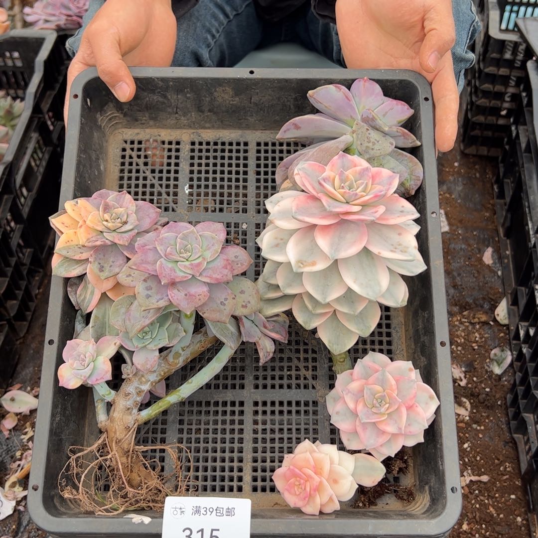 315紫乐锦老桩多肉