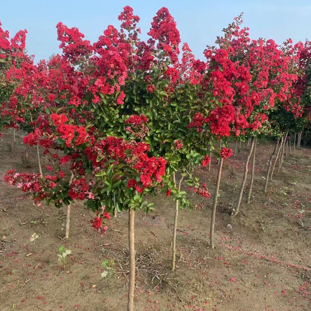 紫薇树苗庭院别墅花园红火箭造型美观一物一拍