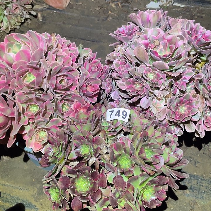 芳***园多肉植物断枝不包749法师3颗