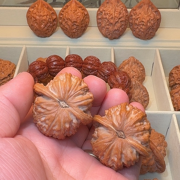 忒*变异白狮子尺寸40红皮