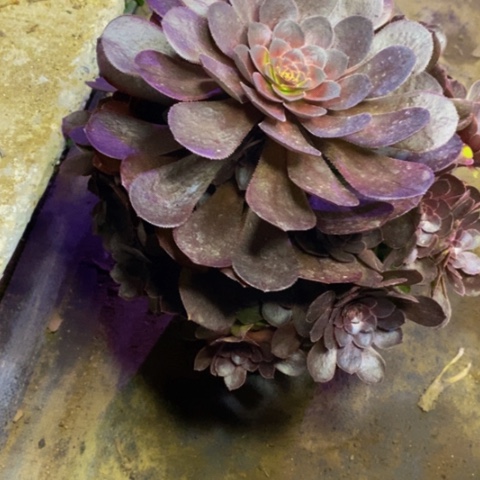 万圣节多肉植物1542