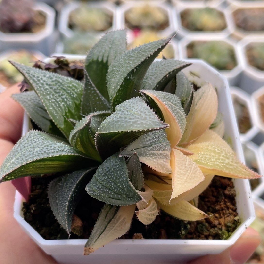 52 武藏芭提雅锦  十二卷