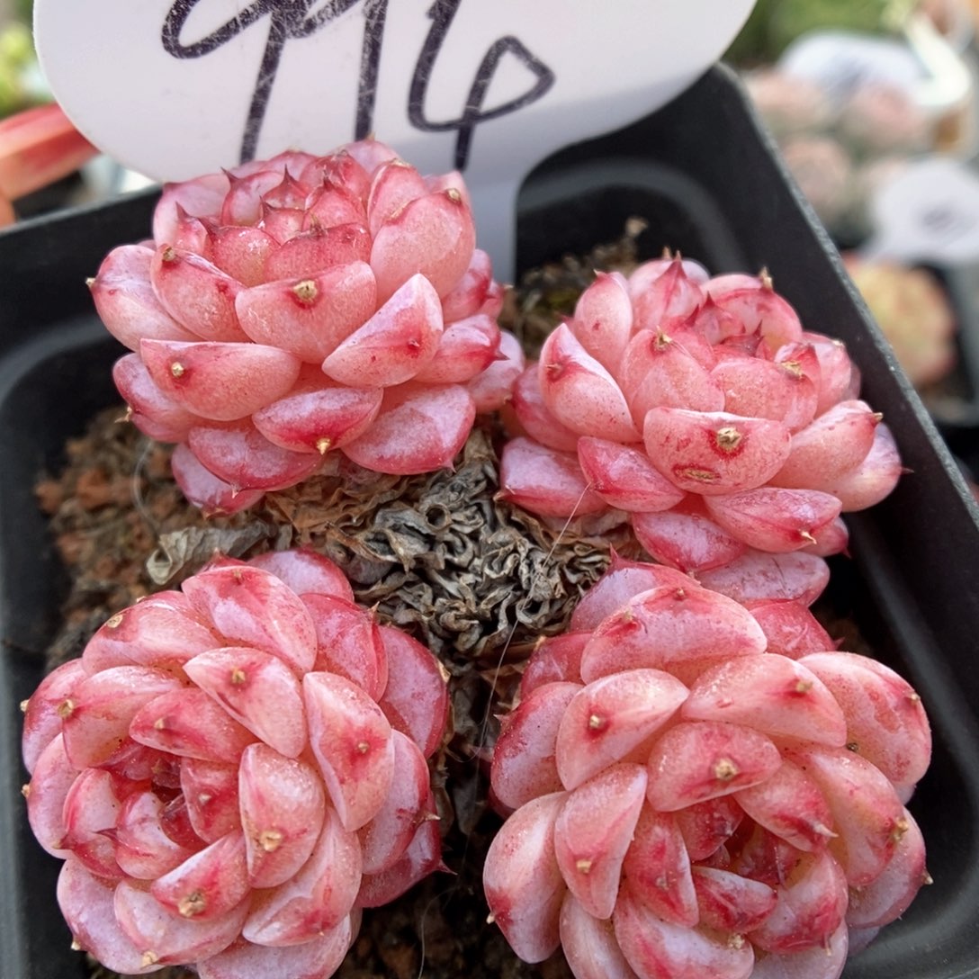 天鹅绒群生可拍994号。 