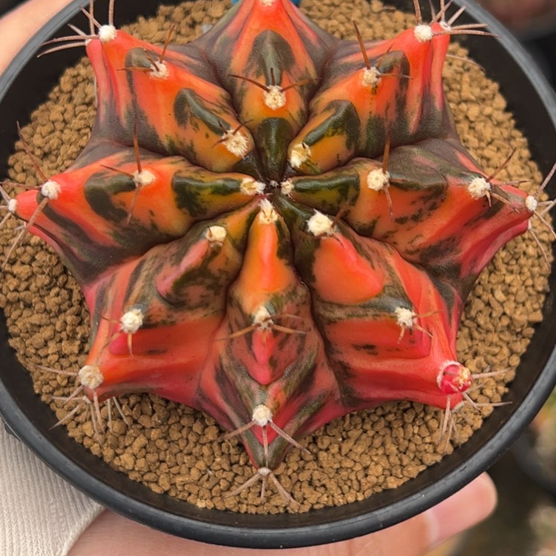 泰系实生虎斑米哈锦194