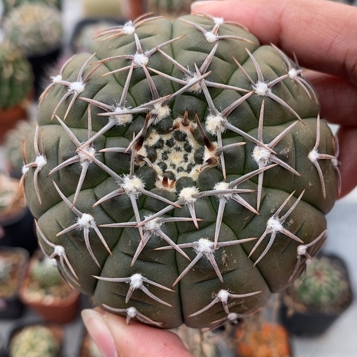 【闪购商品】凤头x怪龙丸