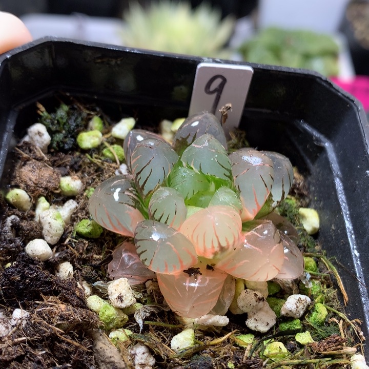 Ob1玉露锦带盆土发货