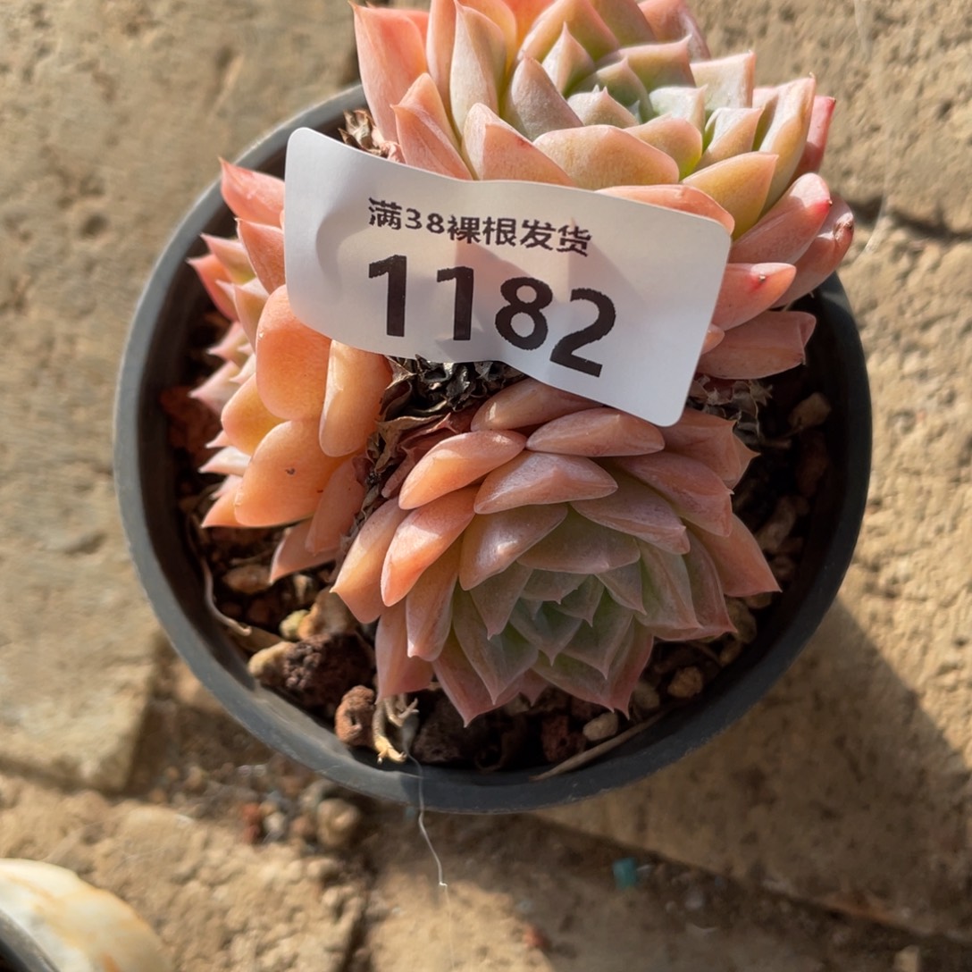 1182三头多肉植物一物一拍
