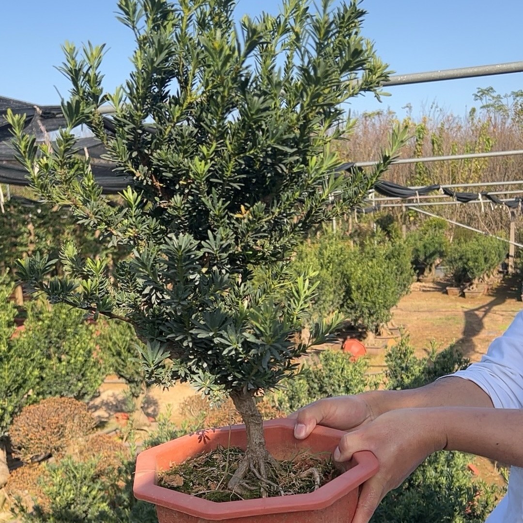 米叶罗汉松老桩盆景绿植四季常青