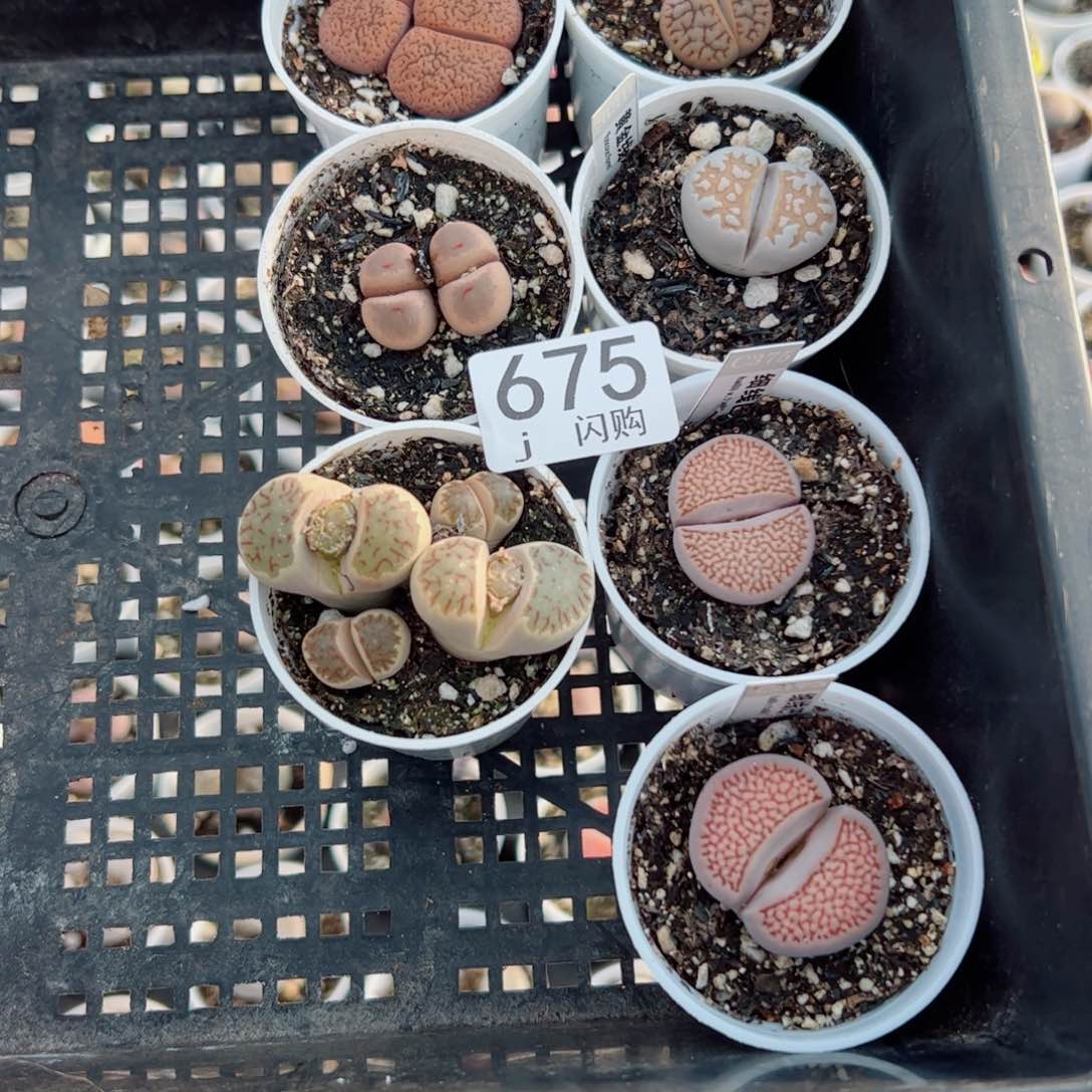无花朵富***多我很喜欢这个J675