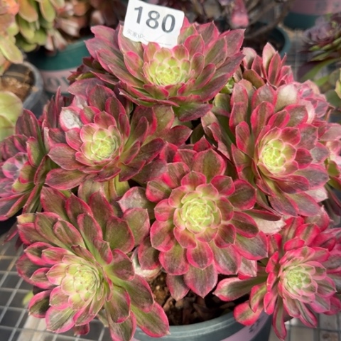 180莲花25厘米左右