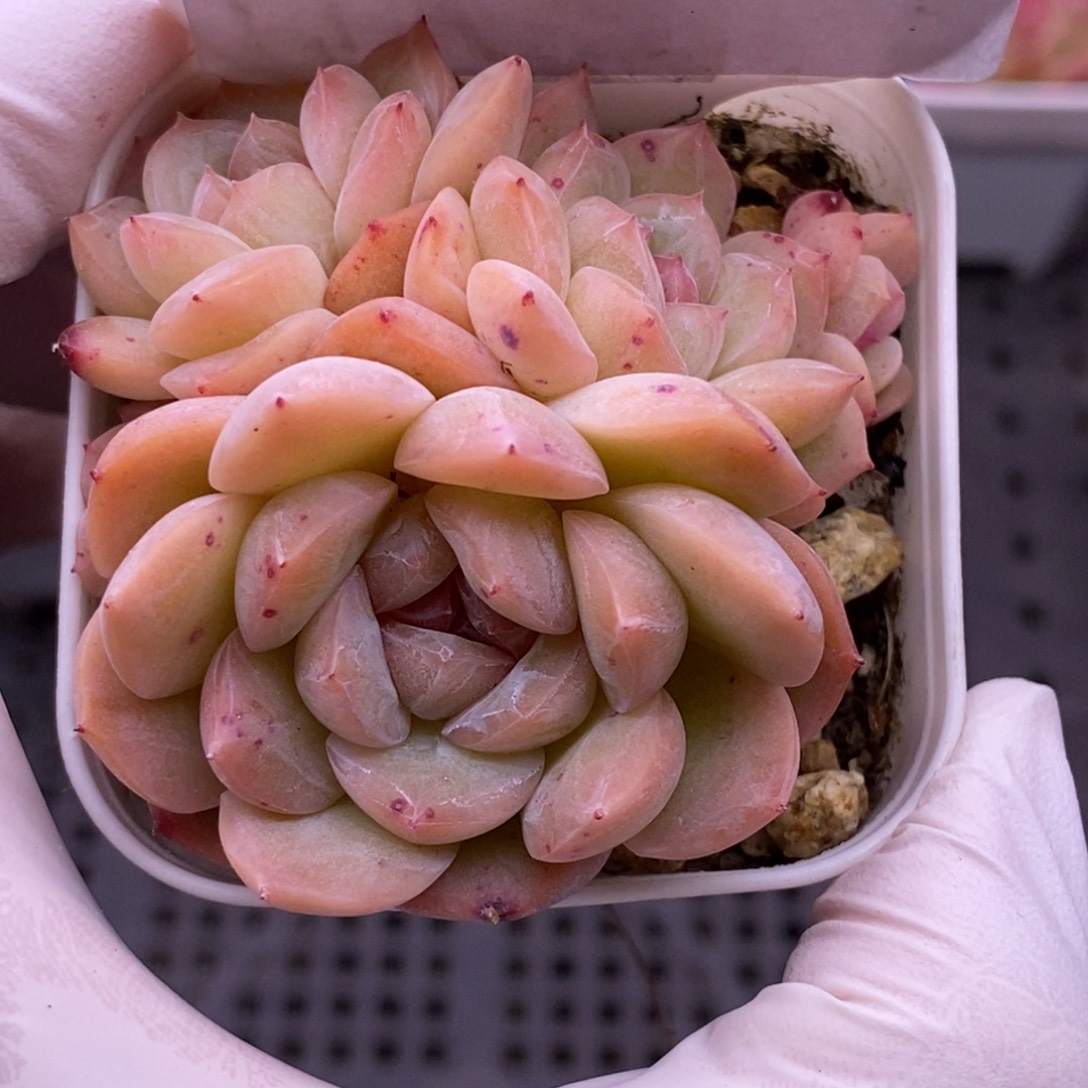 【闪购商品】14-168