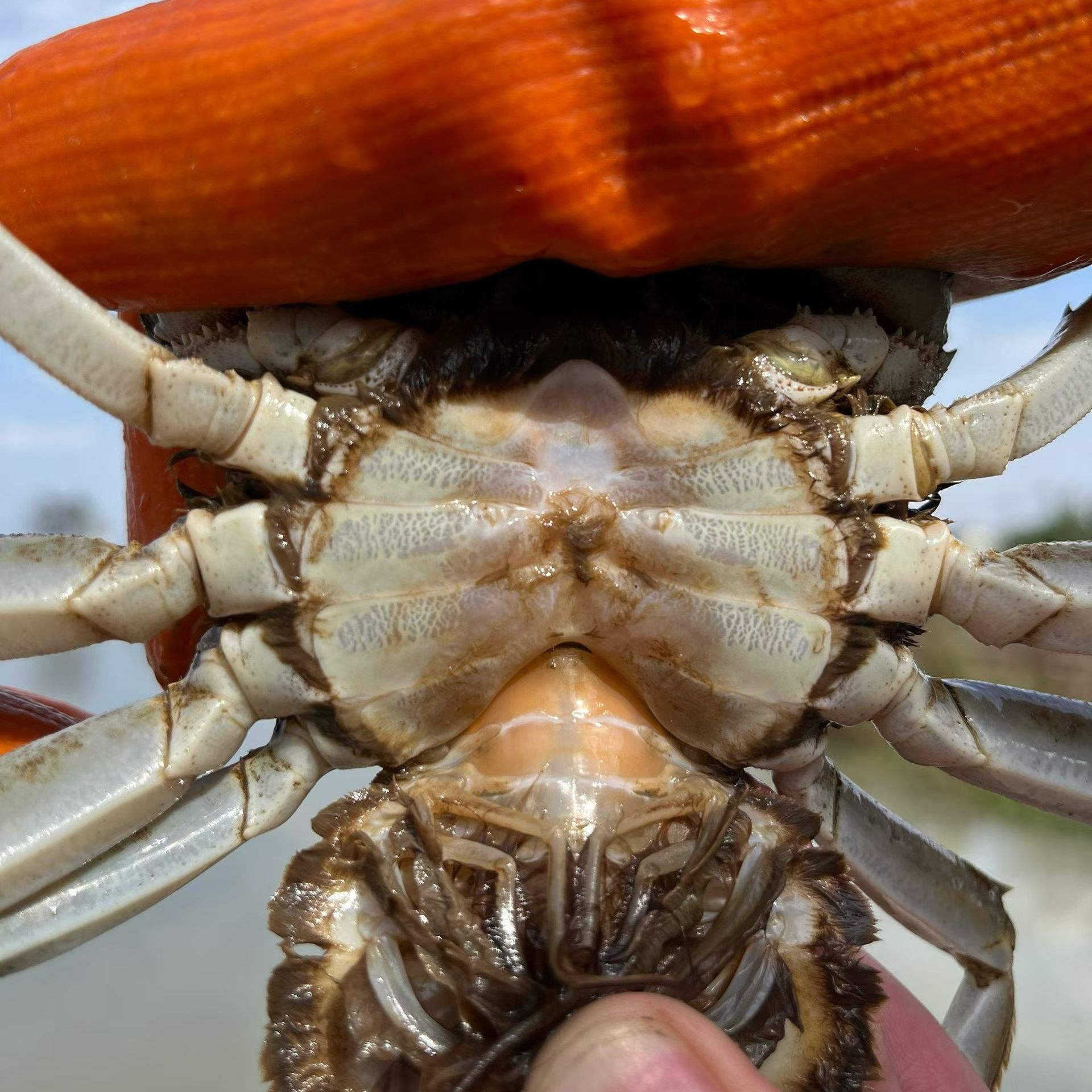 江苏河蟹活蟹16只母蟹1.1-1.3两 京东冷链直发
