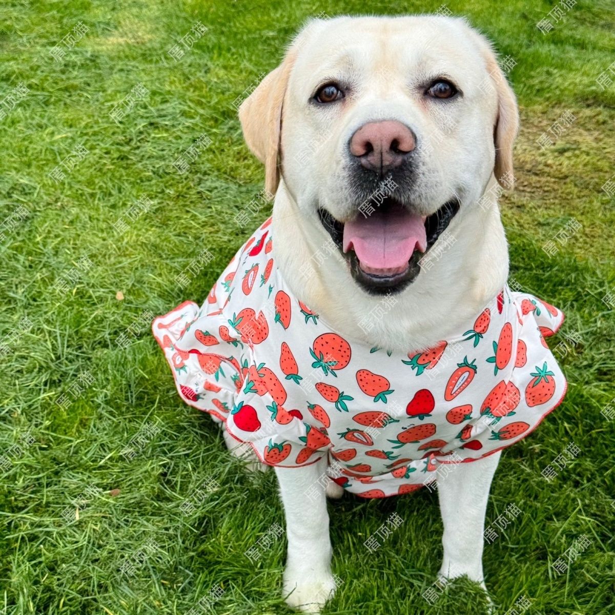 衣服大型犬夏季薄款可爱萨摩耶透气金毛防掉毛拉布拉多公主宠物狗