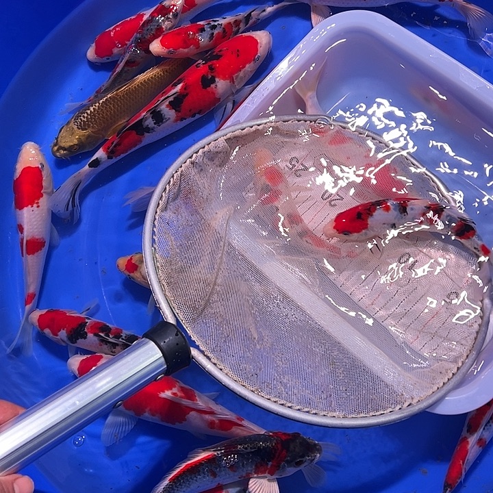 海水鱼锦鲤的尾巴和翅膀