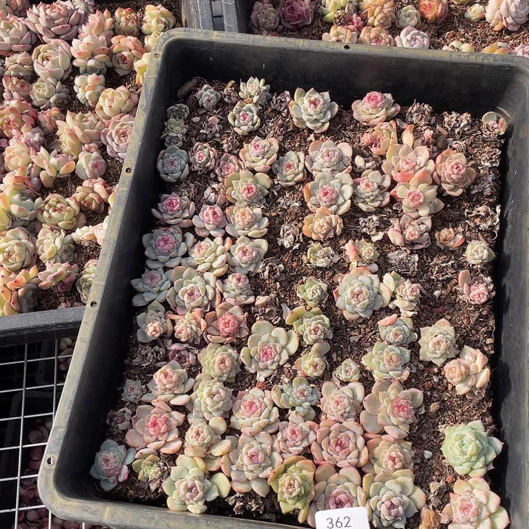 ****喵362。 定。               