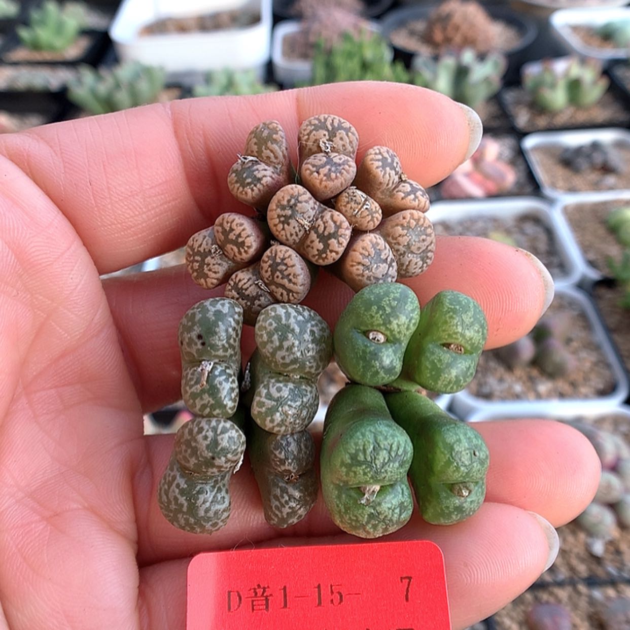 【闪购商品】1-15-7 勋章3群 25