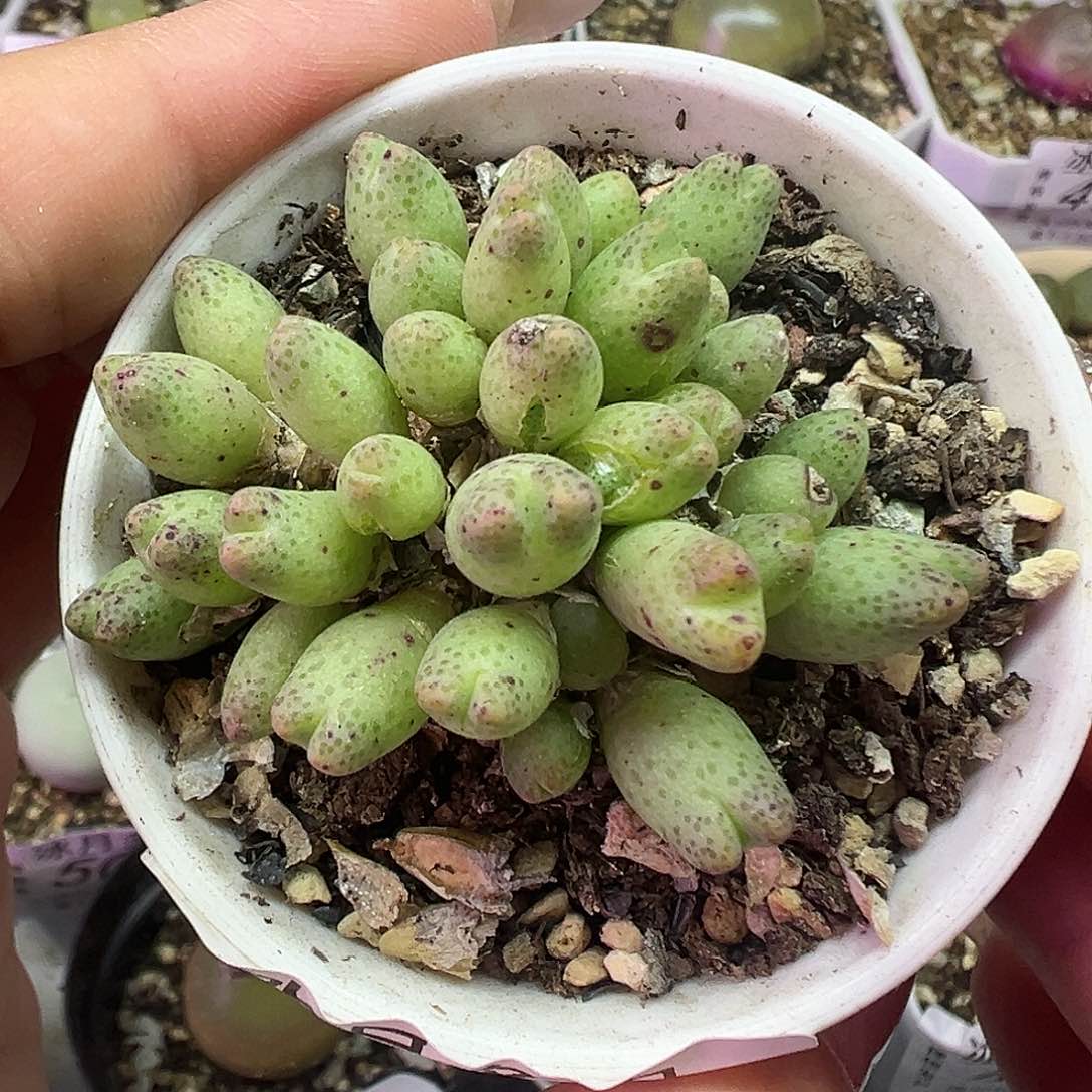 506草莓斑马带盆土发货