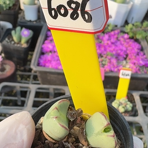 6086转我要的东西有没有人抢