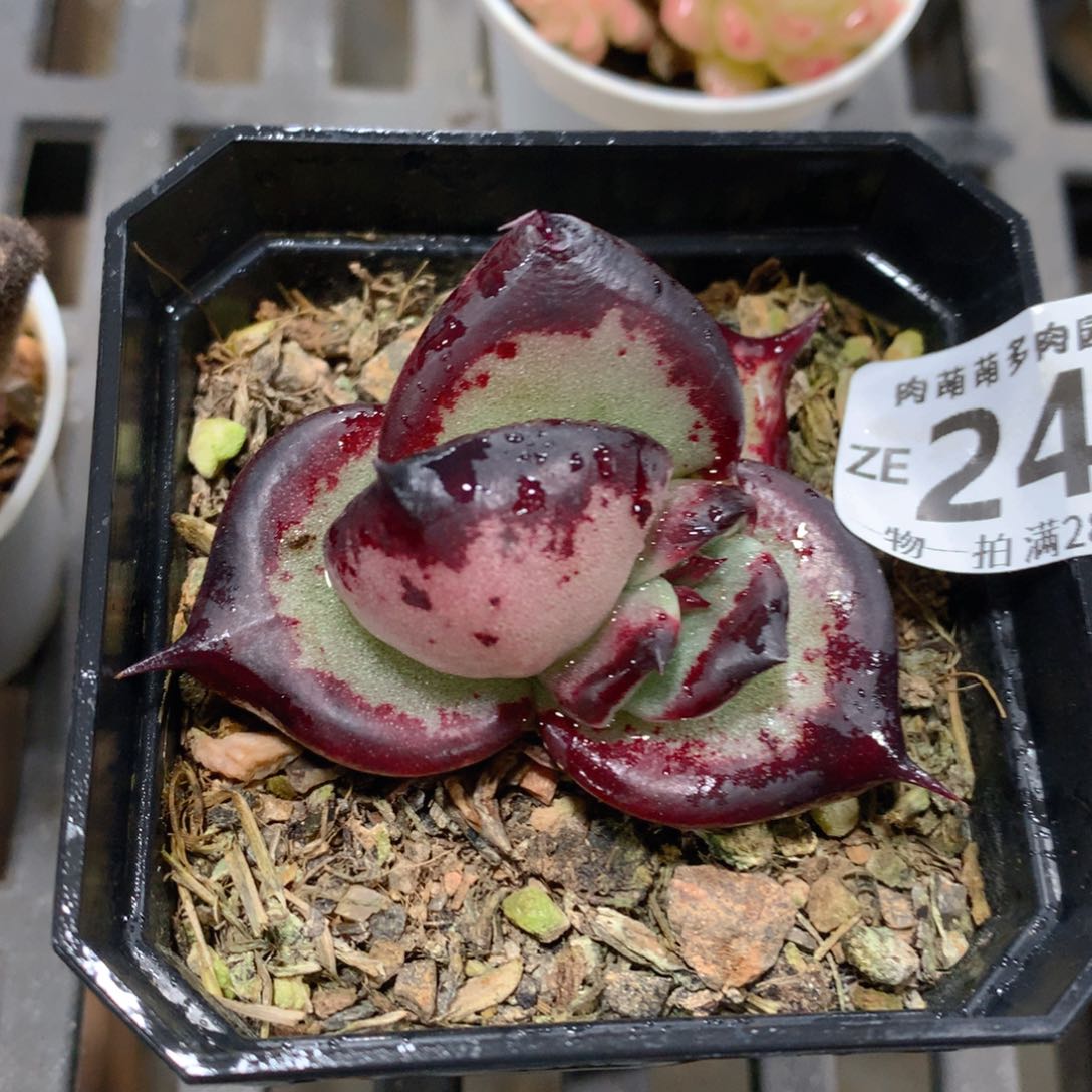 肉萌萌拇指盆精控多肉ZE249