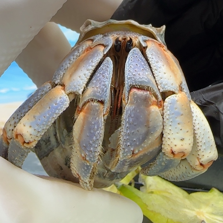 A145活跃大紫陆3.3cm口径