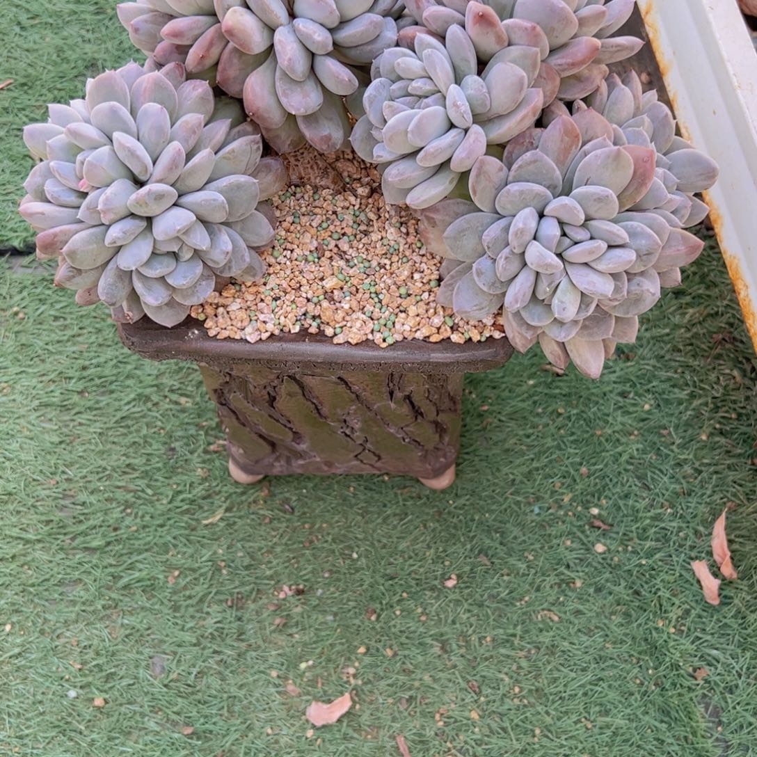 芒果奶111111111111