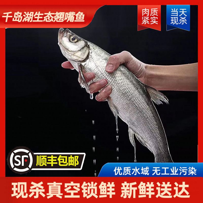 【翘嘴鱼】千岛湖翘嘴鱼3斤5斤7斤/条新鲜捕捞肉质鲜嫩活鱼现杀顺丰发货炸鱼海鲜