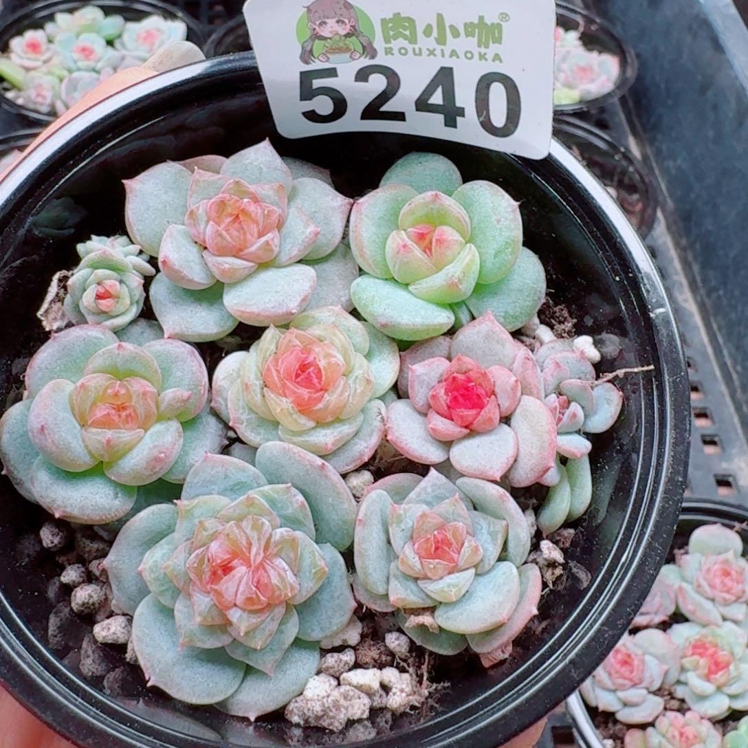 多肉植物多肉植物