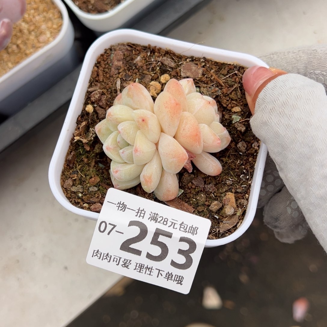 冰玉，多肉多肉多肉多肉