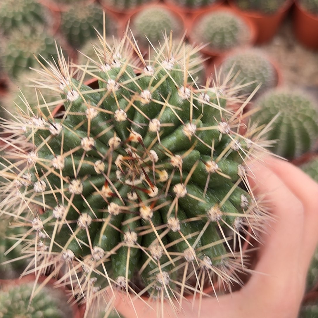 彩草羽毛系列8-9公分左右