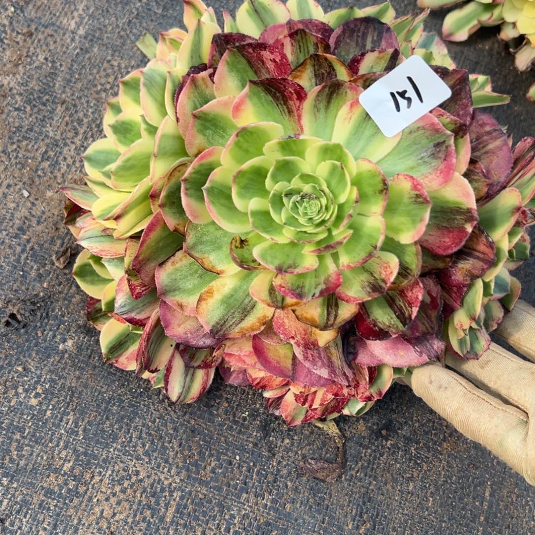 151伯爵无根多肉椅子