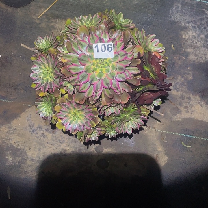 多肉法师106号奥黛丽发货不包损