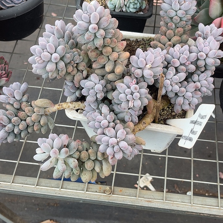 2单包邮，一物一拍44婴儿shouz