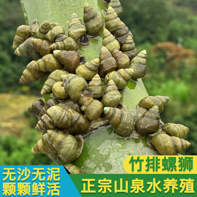 新鲜活体吊水螺蛳田螺无沙包可剪尾螺蛳肉适合商用