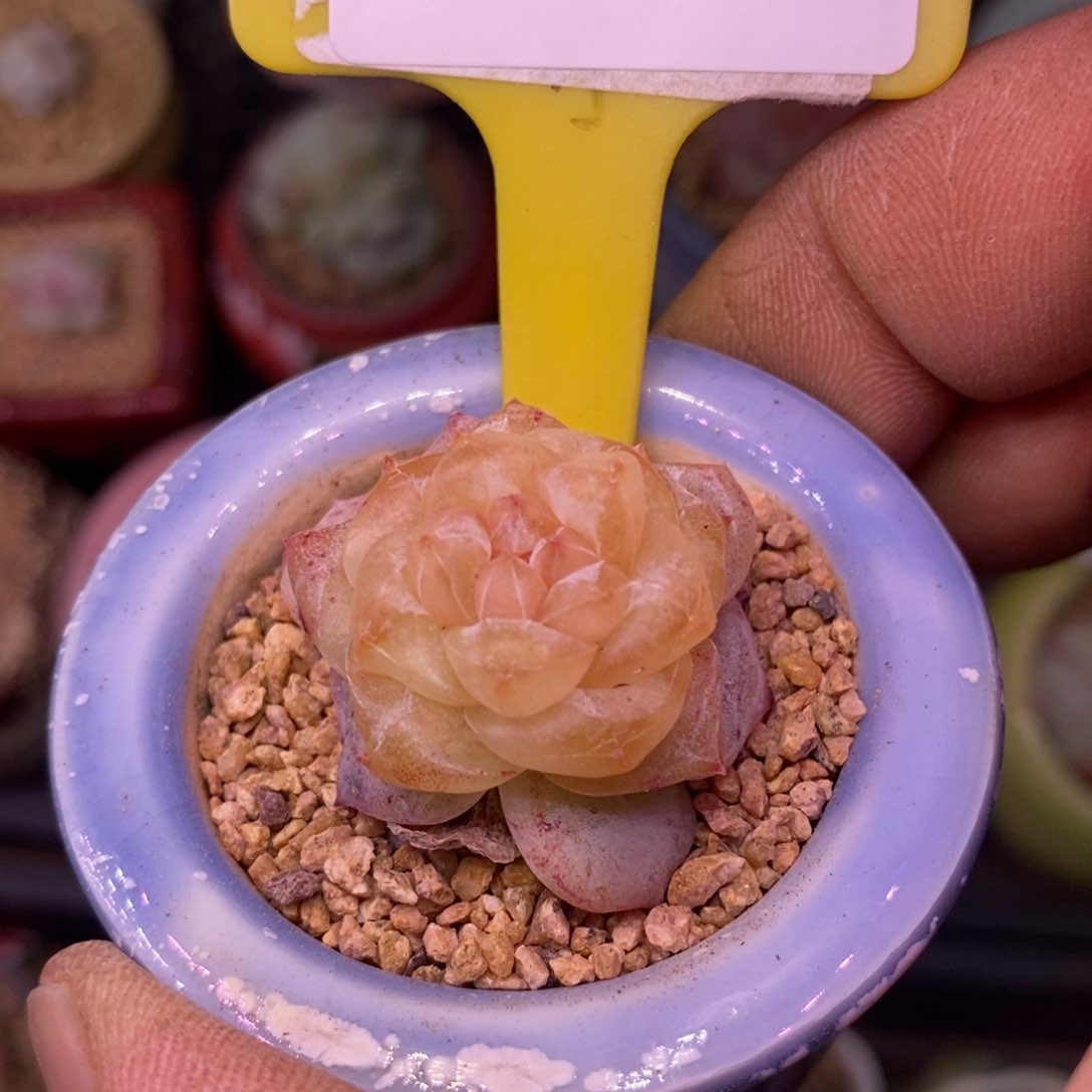 2265超级粉钻多肉植物……