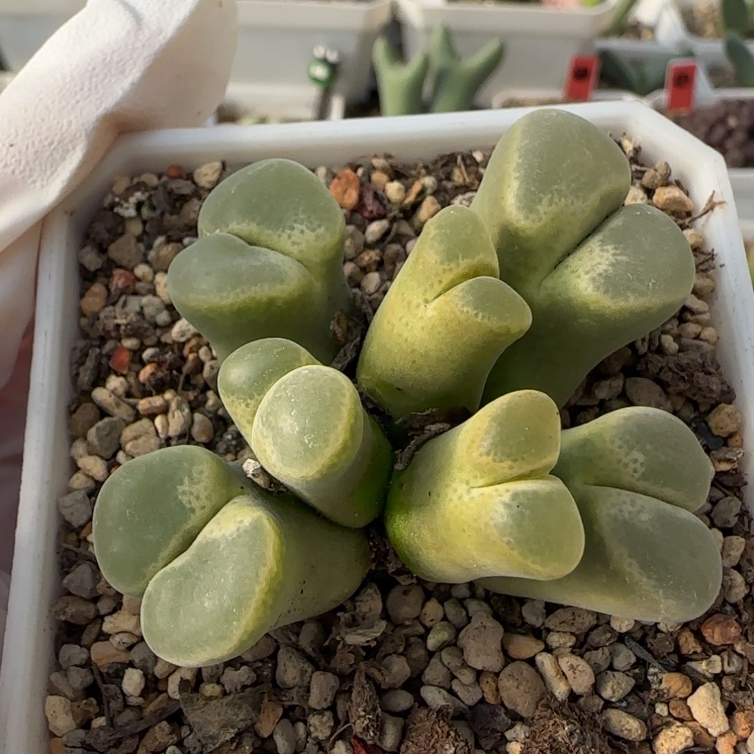 12-1-4-3当天满38包邮7头超宽糯窗风铃单头2cm脱土