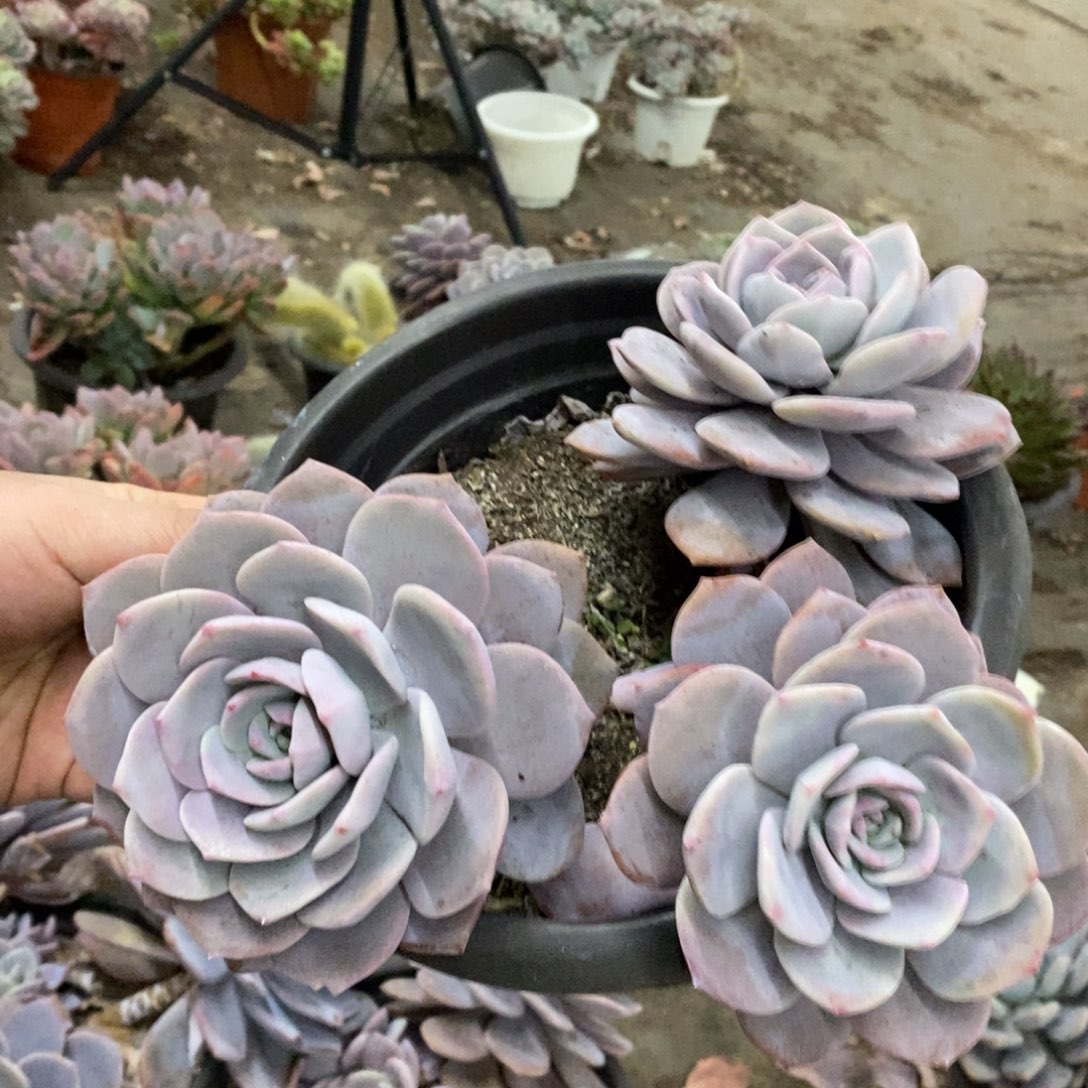 红茶三大头起发大盆，230杯