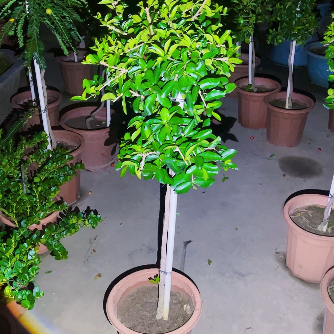 悠***然完全开放果树88888888