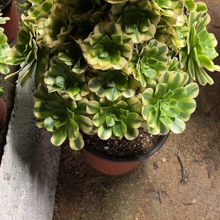 多肉植物金丝翡翠锦……