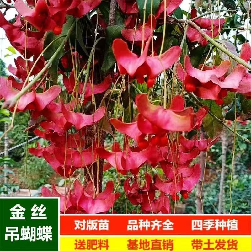 真品金丝吊蝴蝶高档倒挂金钟正宗园林金丝吊蝴蝶花矮桩北方蝴蝶树