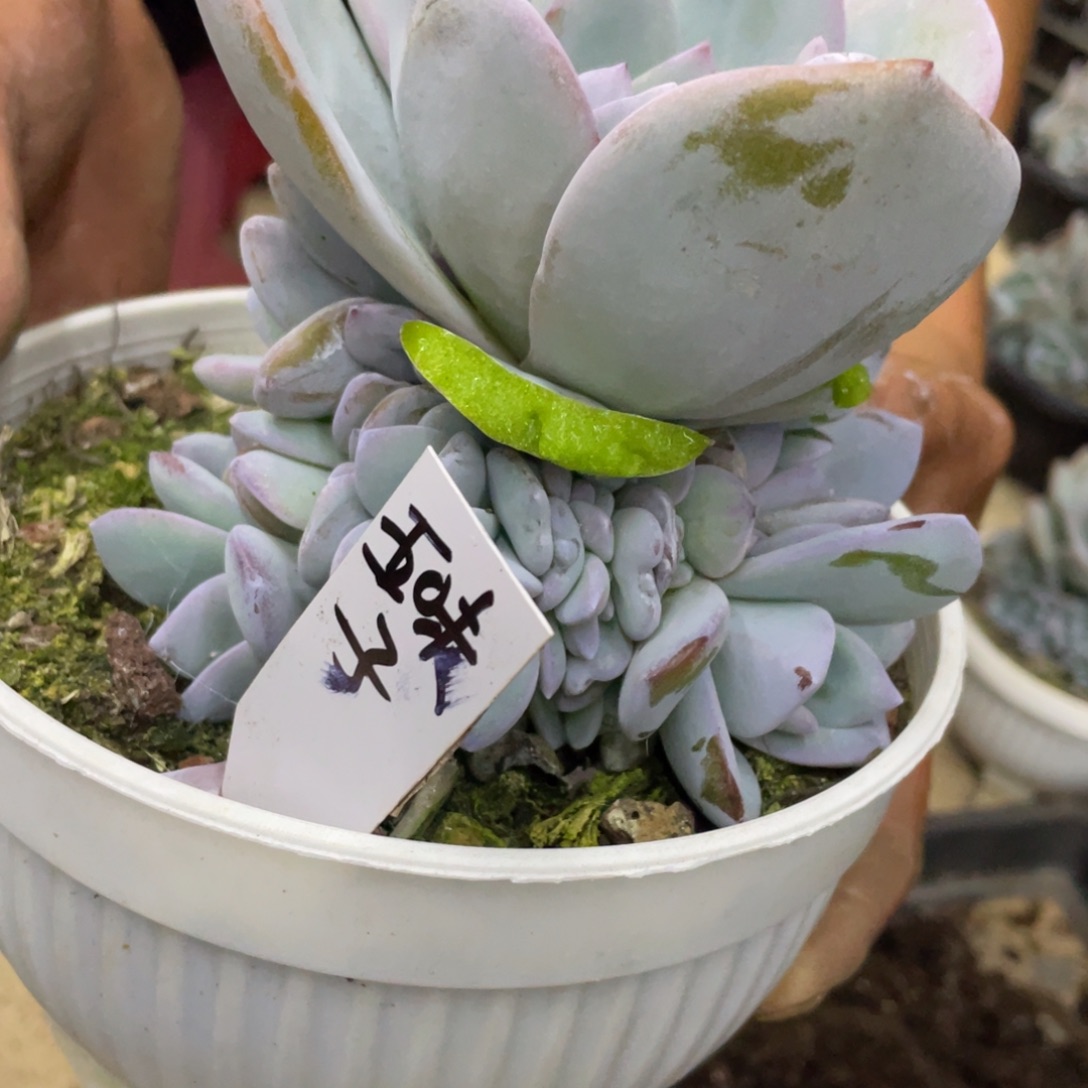 五***子姐姐说要不就是个好