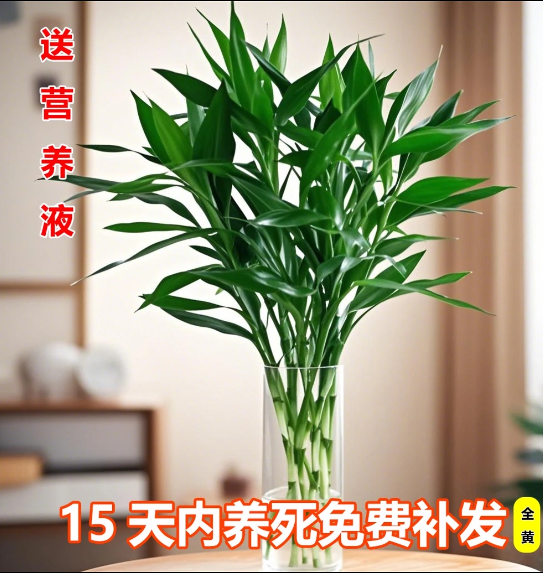 【基地精选】富贵竹60-70厘米水培植物小竹水养绿植