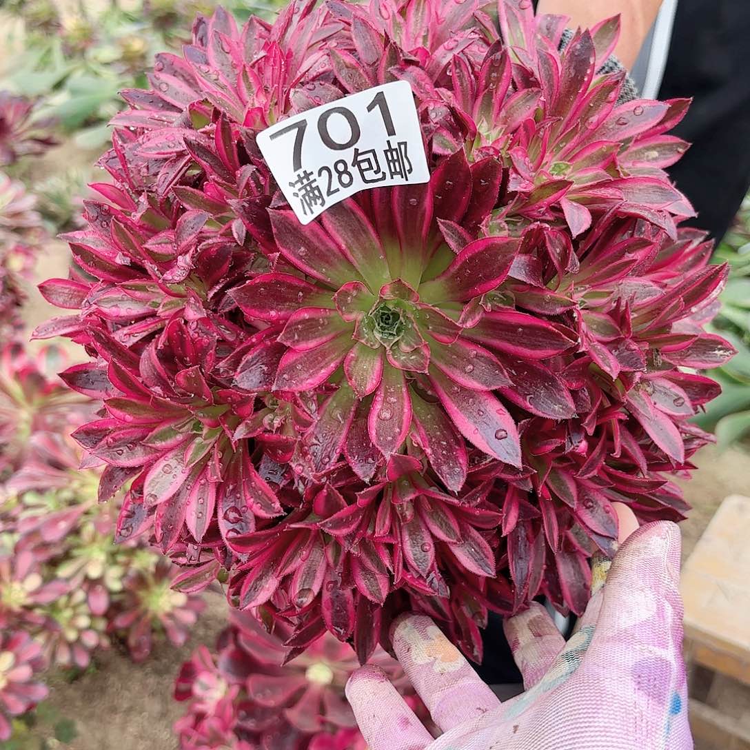 D 701凤凰超白多肉1111