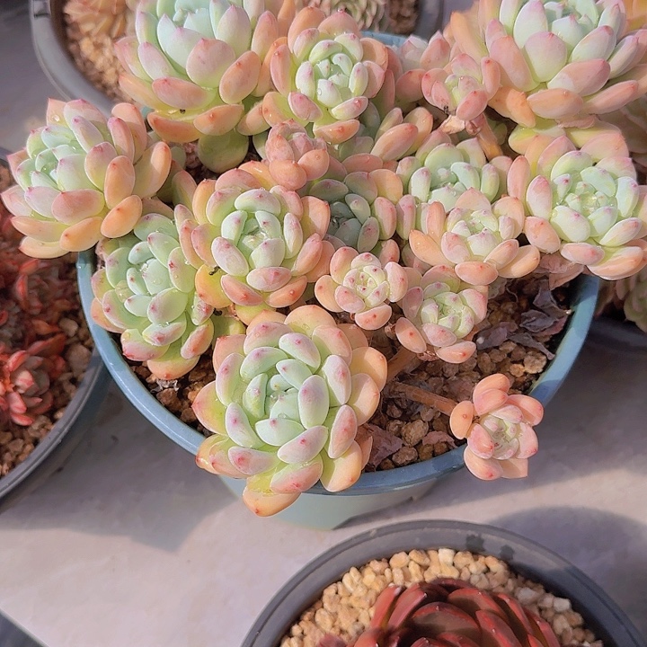 0444望苏多肉植物