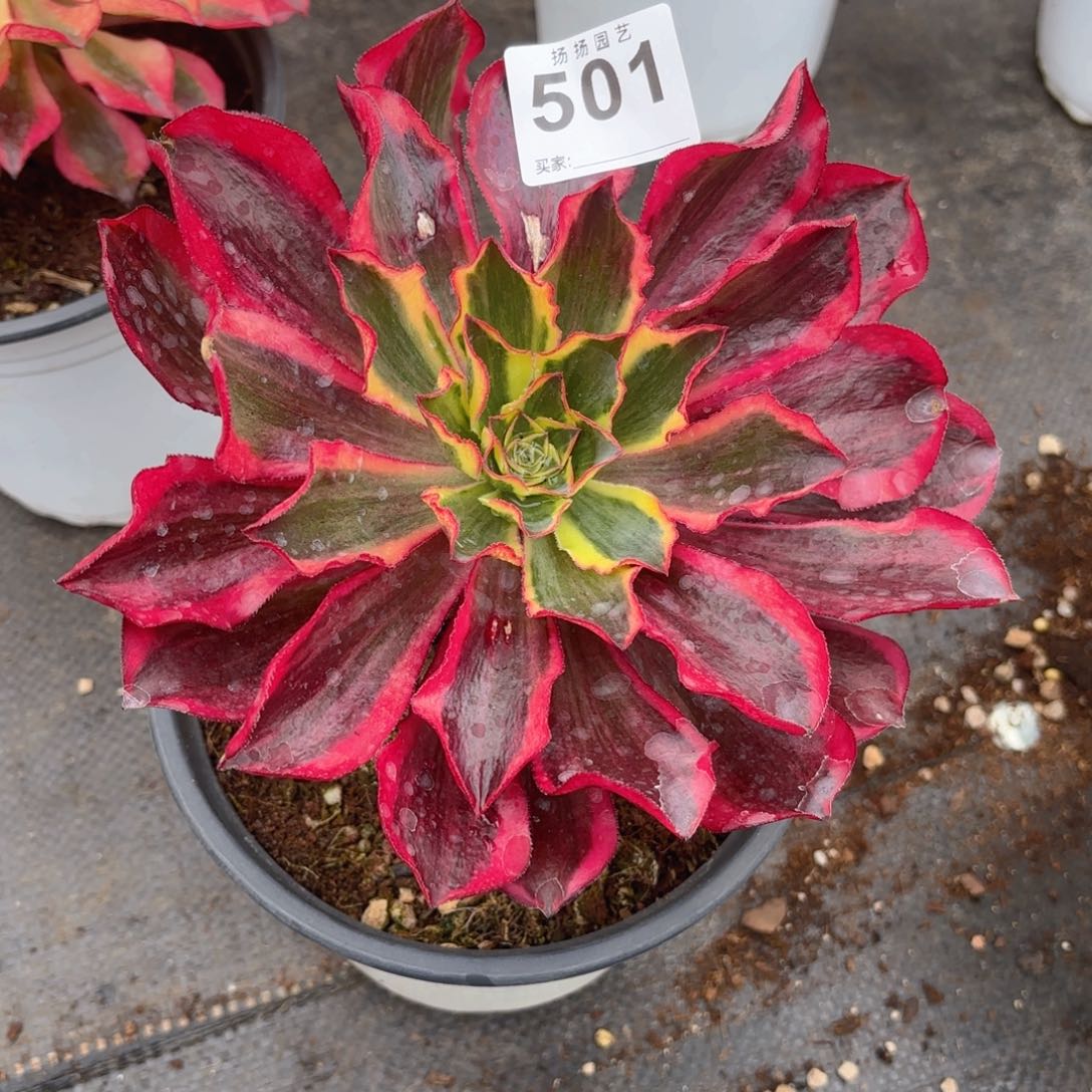 夜*123  501多肉法师