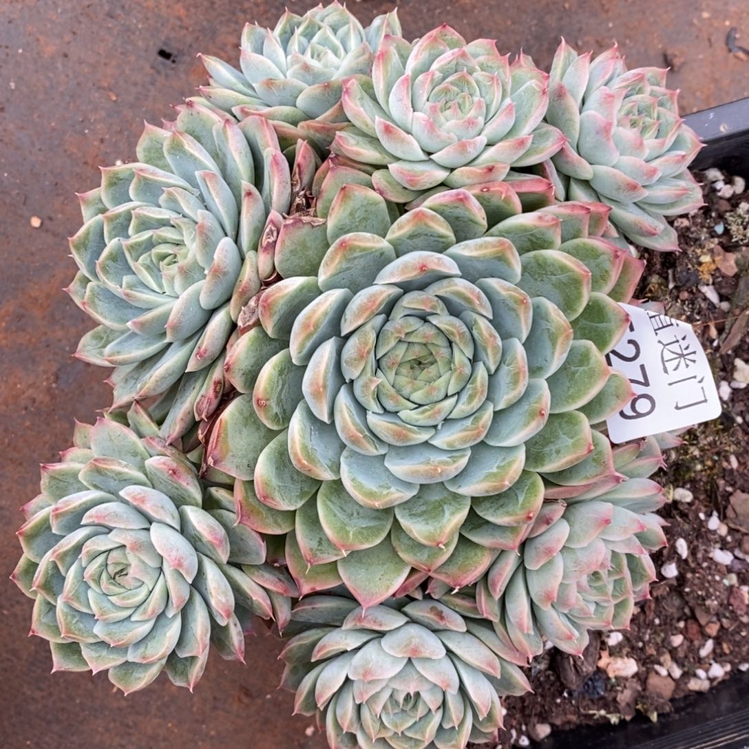 敏***杂交精品多肉5279~15厘米