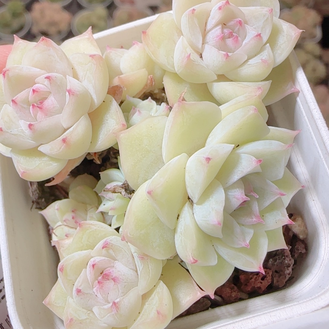 花语逸镜1112-245散