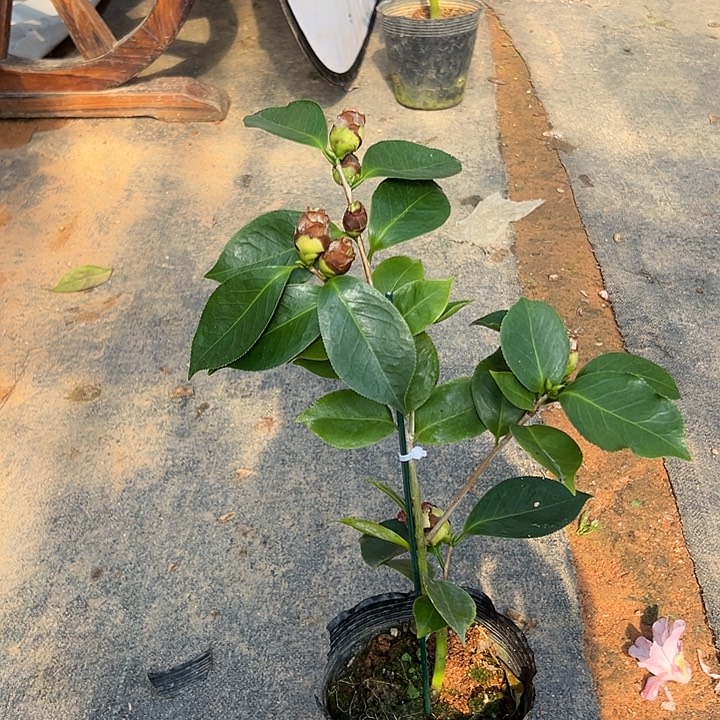 大部分花苞少量开放：双色依莲贝蒂